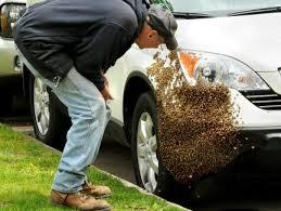 Bee Swarm on Car
