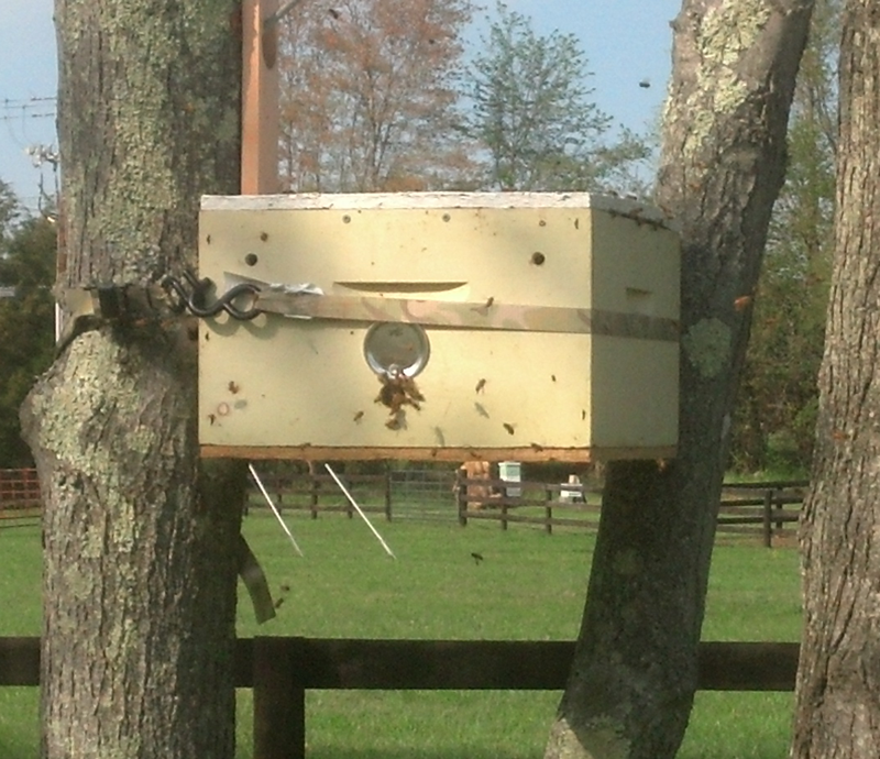 Swarm Capture Box
