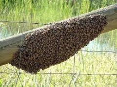 Bee Swarm on Fence