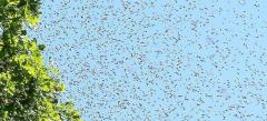 Honey Bees Swarming - In Flight