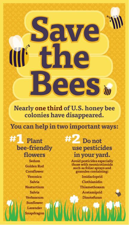 save-the-bees-poster.thumb.jpg.9587ce1a2